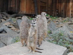 Meerkats stood on a rock at Edinburgh Zoo