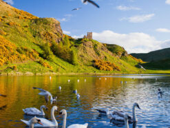 Swans on loch on a sunny day at Holyrood Park