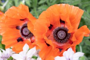 Bright orange flowers at Dr Neil’s Garden in Duddingston