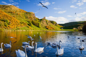 Swans on loch on a sunny day at Holyrood Park