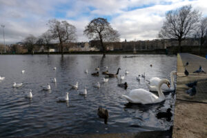 Swans and ducks on pond in Inverleith Park