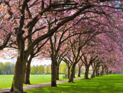 Pink blossom trees in The Meadows Edinburgh
