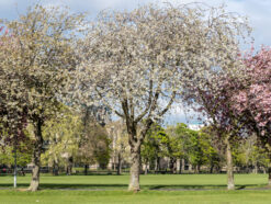 Colourful blossom trees in the Meadows Park, Edinburgh