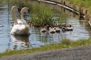 Swans and cygnets on the Union Canal Edinburgh