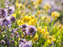 Wildflower meadow with purple and yellow flowers